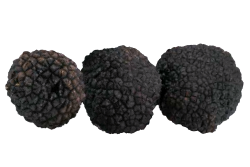 Black Summer Truffle ( Tuber Aestivum)